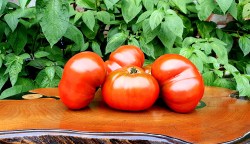 chocolate factory3